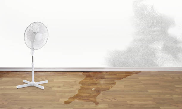 Best Basement water damage restoration  in Fairmount Heights, MD